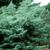 Juniperus scopulorum 'Table Top'