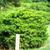 Juniperus virginiana 'Globosa'