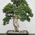 Juniperus procumbens 'Nana'
