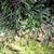 Juniperus chinensis