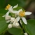 Citrus flowers with white petals and yellow anthers.