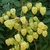 Immature yellow fruits