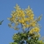 Form in flower