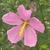 Flower detail