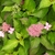Lace Cap Pink Hydrangea - Flowers & Leaves