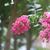Lagerstroemia