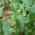Lantana camara 'Miss Huff' leaves in the summer in Moore County