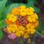 Lantana camara 'Miss Huff' in late summer/ fall in Moore County