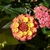 Flower clusters; flowers yellow turning orange-pink.