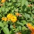 Close up of leaves and flowers in the fall, Pitt County.