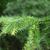 Larix kaempferi