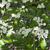 Leaves and flowers