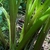 Close-up on fleshy petioles with overlapping sheathing bases