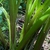 Leaves arise from rhizomes.