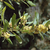 Leafy shoot with dense clusters of staminate flowers in axils
