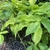 leaves, spring, Davidson County, NC