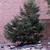 × Cupressocyparis leylandii 
