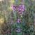 Lespedeza virginica
