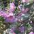 Leucophyllum frutescens