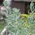 Leucophyllum frutescens
