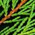 × Cupressocyparis leylandii 