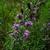 in summer in Moore county: flowers and leaves