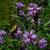 in summer in Moore county: flowers and leaves