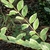 Leafy shoot showing green, gray-green, and cream variegation.