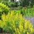 Bright chartreuse shrub adjacent to yellow & purple flowers.
