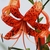 Close-up of single, pendent, orange flower with spotted tepals.