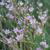Limonium carolinianum