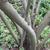 Bark