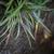 Liriope muscari