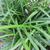 liriope  muscari skdavdison at nhc arboretum in wilmington