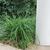 liriope  muscari skdavdison at nhc arboretum in wilmington