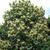 Lithocarpus henryi