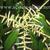 Lithocarpus henryi flower