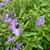 Purple flowers and leaves in spring in Moore County