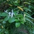 Shoot with flower buds and white, open flowers.