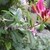 Opposite leaves & cluster of pink buds & open white flowers