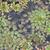 Ludwigia sedoides leaves