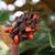 Red seeds, Pender County, NC 5/13/2015