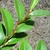 Leafy shoot showing alternate leaves and fuzzy twigs.