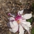 Flower 'Leonard Messel'