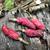 Fruits