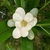Magnolia virginiana