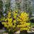 Mahonia 'JC Raulston'
