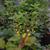 Mahonia 'JC Raulston'