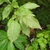 crabapple leaves
