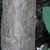 crabapple bark